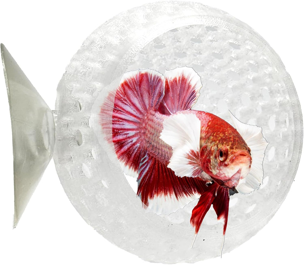 CTWPets Natural Betta Bulb Hide | Betta Rest Fish Tank Ornament | Aquarium Cave with Suction Cup for Small Fish Tank, Betta Habitat, Shrimp Hideout, Aquatic Decor (Transparent)