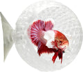CTWPets Natural Betta Bulb Hide | Betta Rest Fish Tank Ornament | Aquarium Cave with Suction Cup for Small Fish Tank, Betta Habitat, Shrimp Hideout, Aquatic Decor (Transparent)