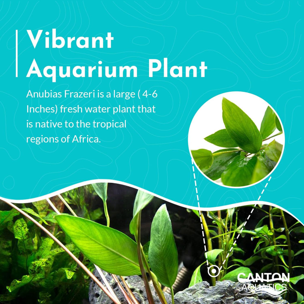 Anubias Frazeri Medium - Easy to Care Live Aquatic Plant for Freshwater Aquarium - Low Light, Hardy, Perfect for Beginners - Natural Decoration for Fish & Shrimp Tank Safe - 3-5 Inches