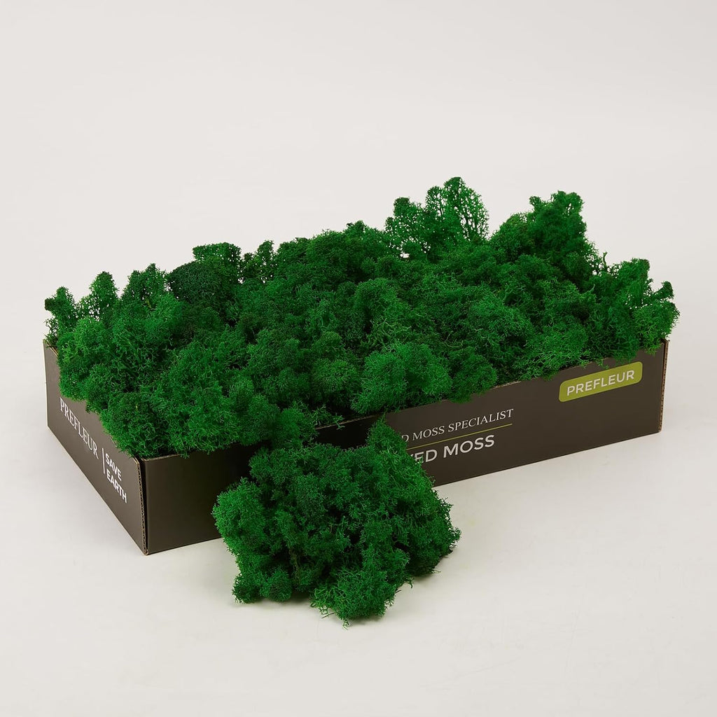 Preserved Reindeer Moss Natural Green DIY Kit Gardenning Art Wall Decor Florist Decor Easter Table Decor Wedding