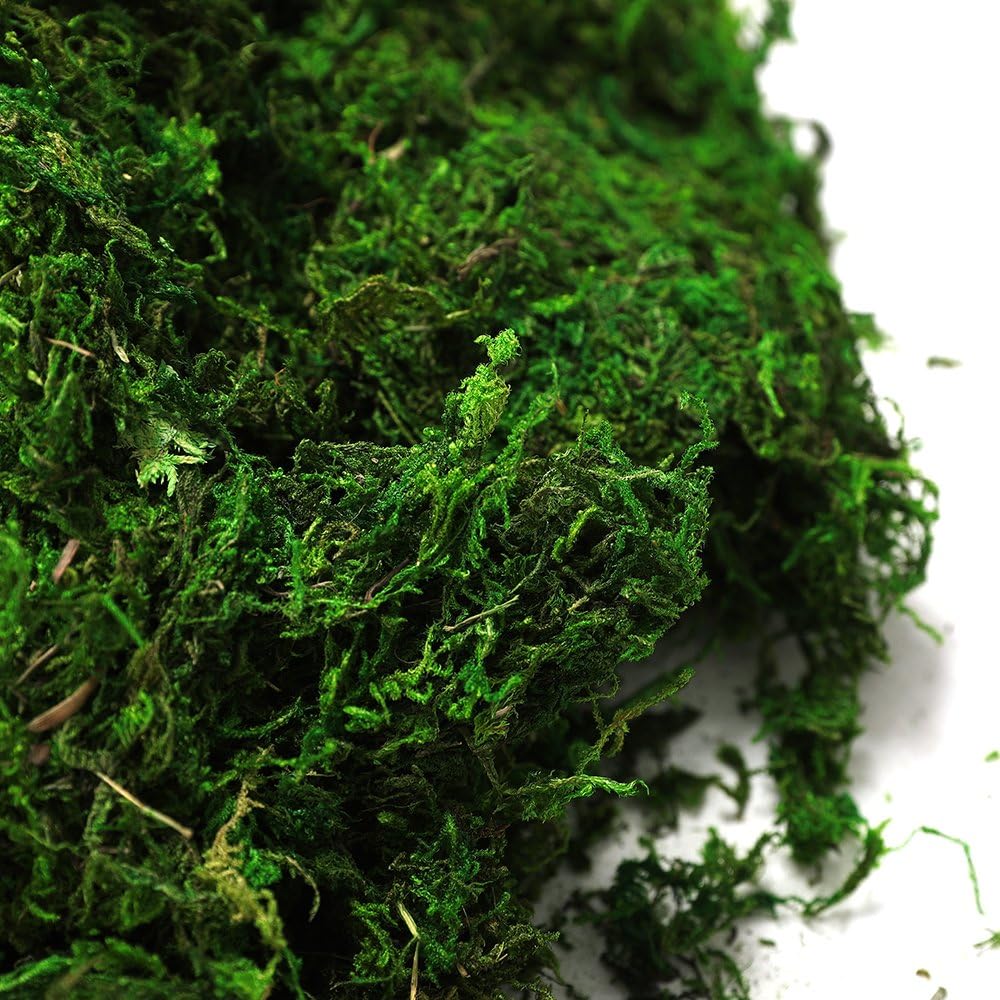 Byher 92926 Preserved Forest Moss, Fresh Green (2OZ)