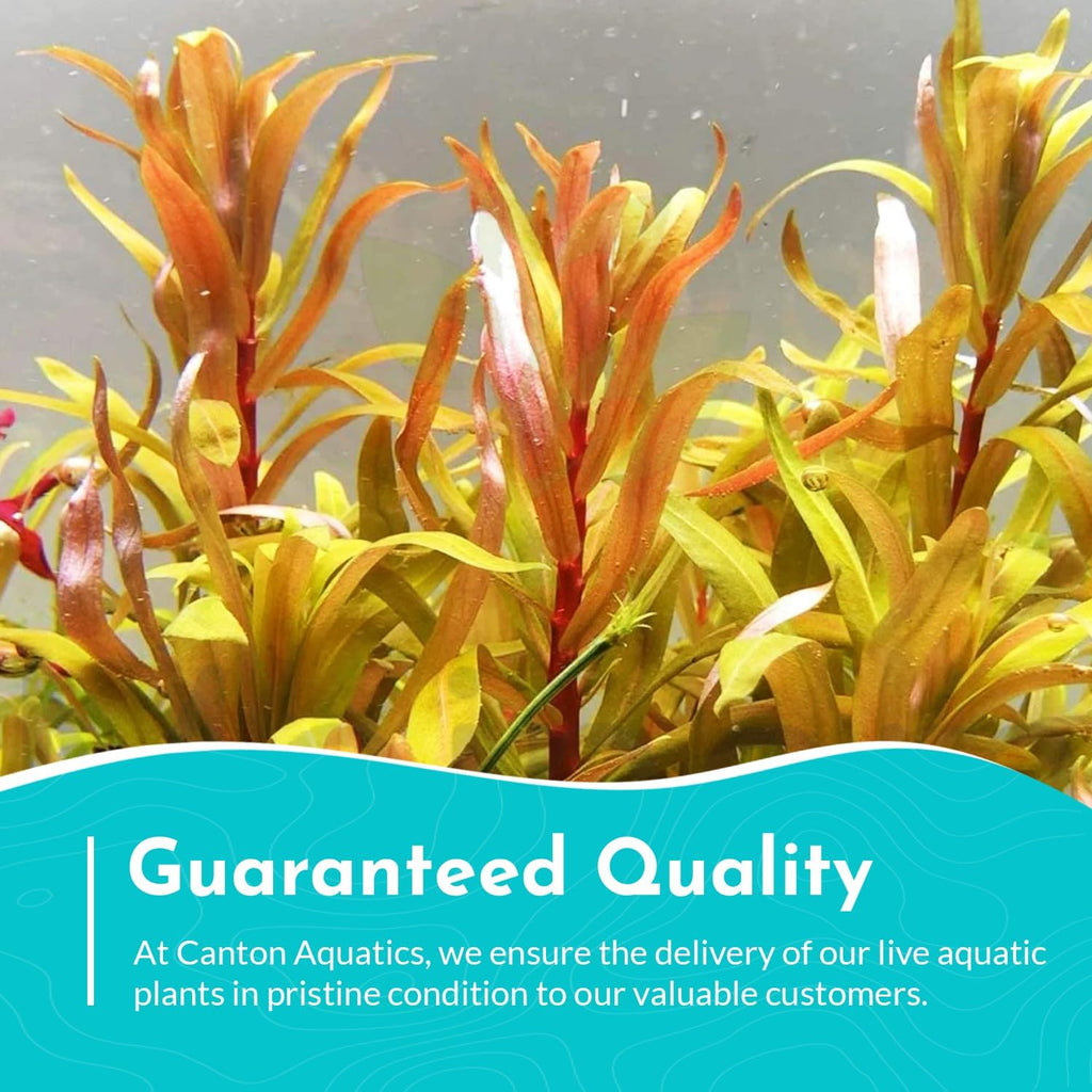 Nesaea Pedicellata (Golden) - Live Plants for Freshwater Aquarium - Freshwater Aquarium Stem Plant - Vibrant Golden Foliage - Ideal for Aquascaping & Fish Tanks - Bunch
