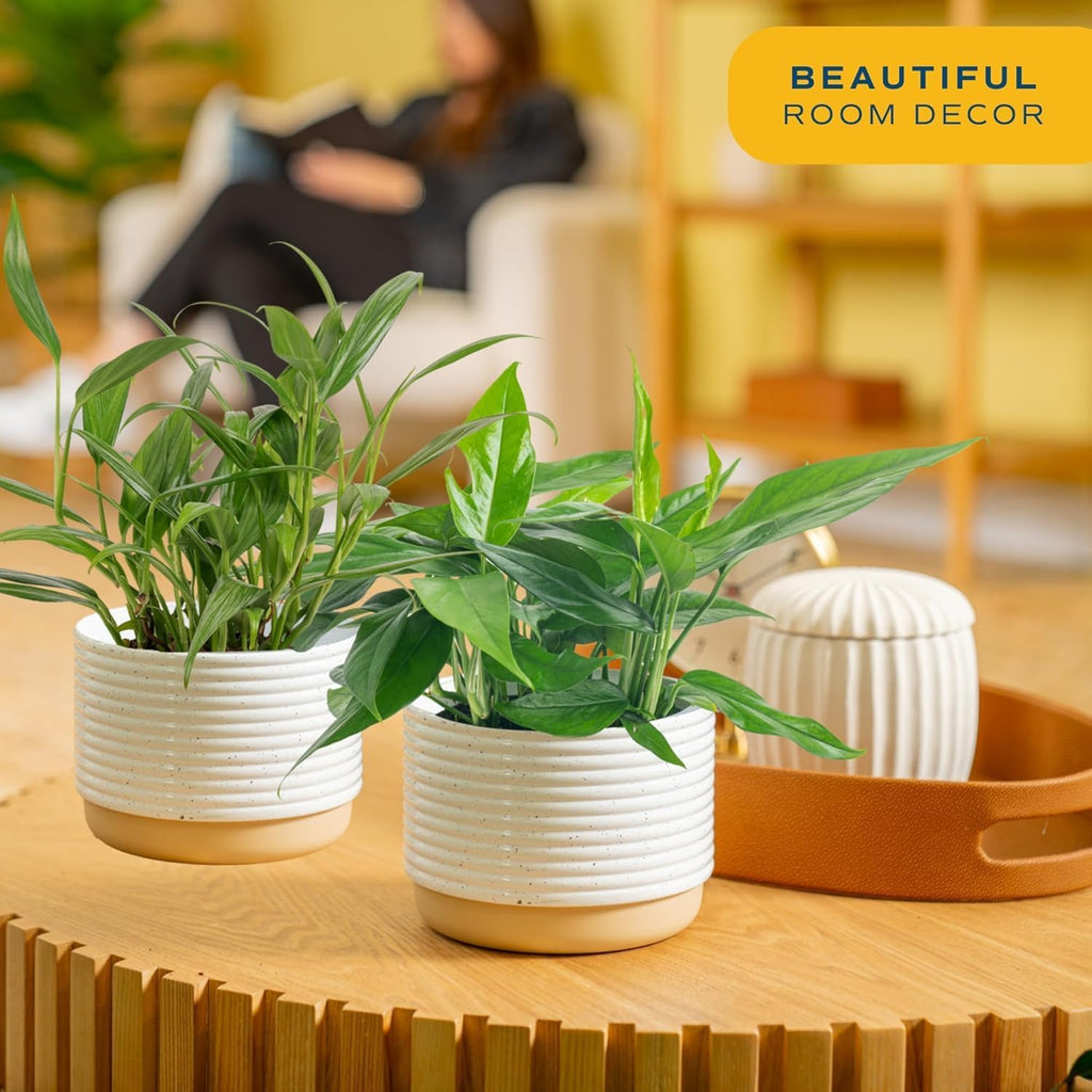 Epipremnum Assortment (Baltic Blue, Amplissimum, Golden Pothos)