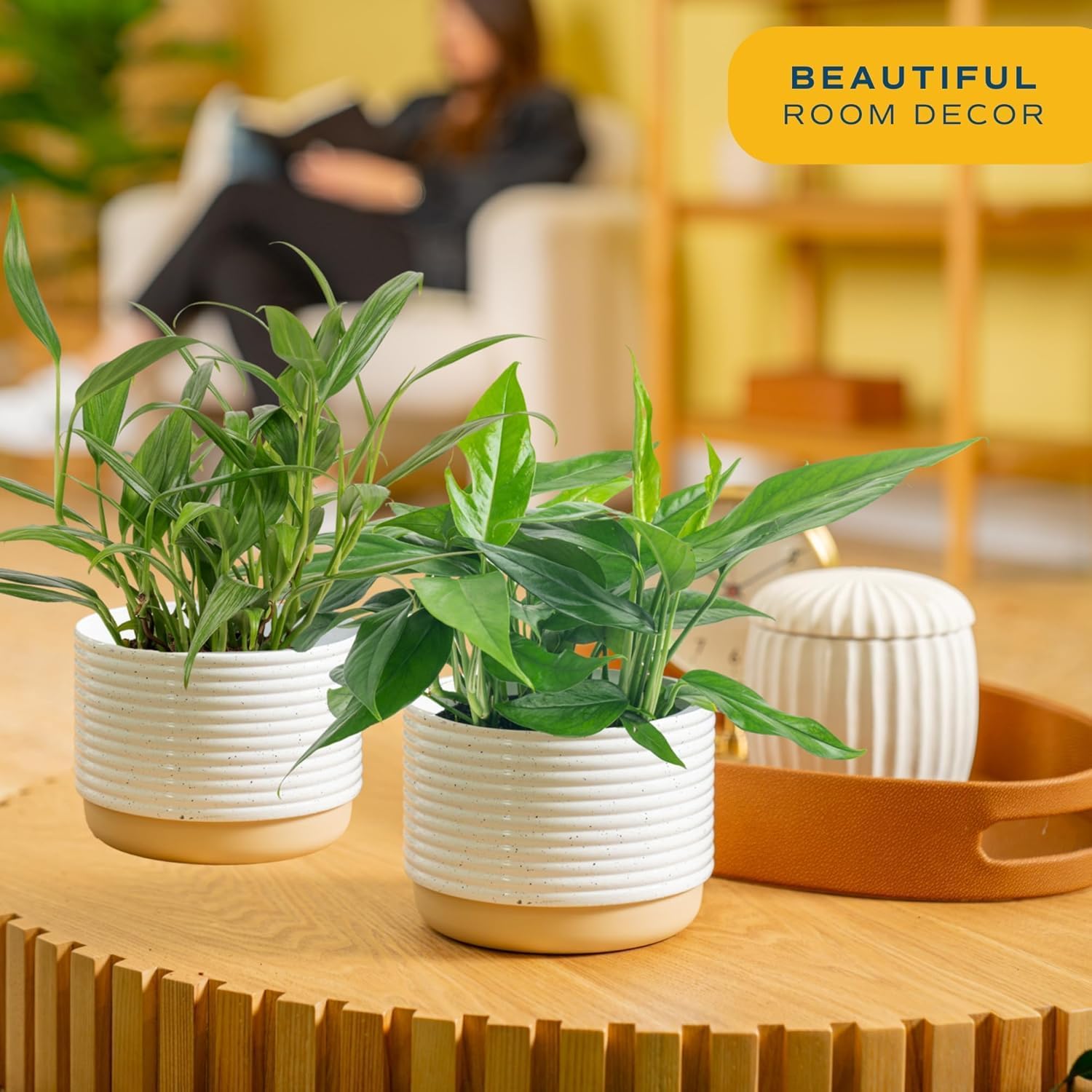 Epipremnum Assortment (Baltic Blue, Amplissimum, Golden Pothos)