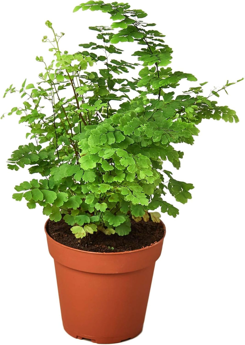 Maidenhair Fern Live Plant for Indoor | Different Houseplants in 4'' & 6'' Pot | Real House Plant for Living Room, Office, Desk & Bathroom | Black Southern | Venus Hair Fern