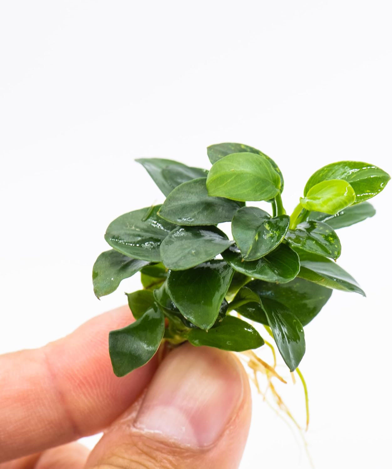 Anubias Nana Bonsai - Live Aquarium Plant, Perfect for Nano Tanks, Terrariums, Easy Maintenance, Freshwater Aquascaping (1)