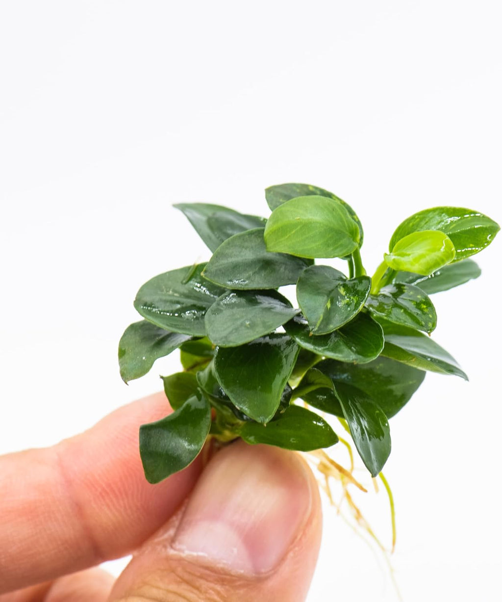 Anubias Nana Bonsai - Live Aquarium Plant, Perfect for Nano Tanks, Terrariums, Easy Maintenance, Freshwater Aquascaping (5)