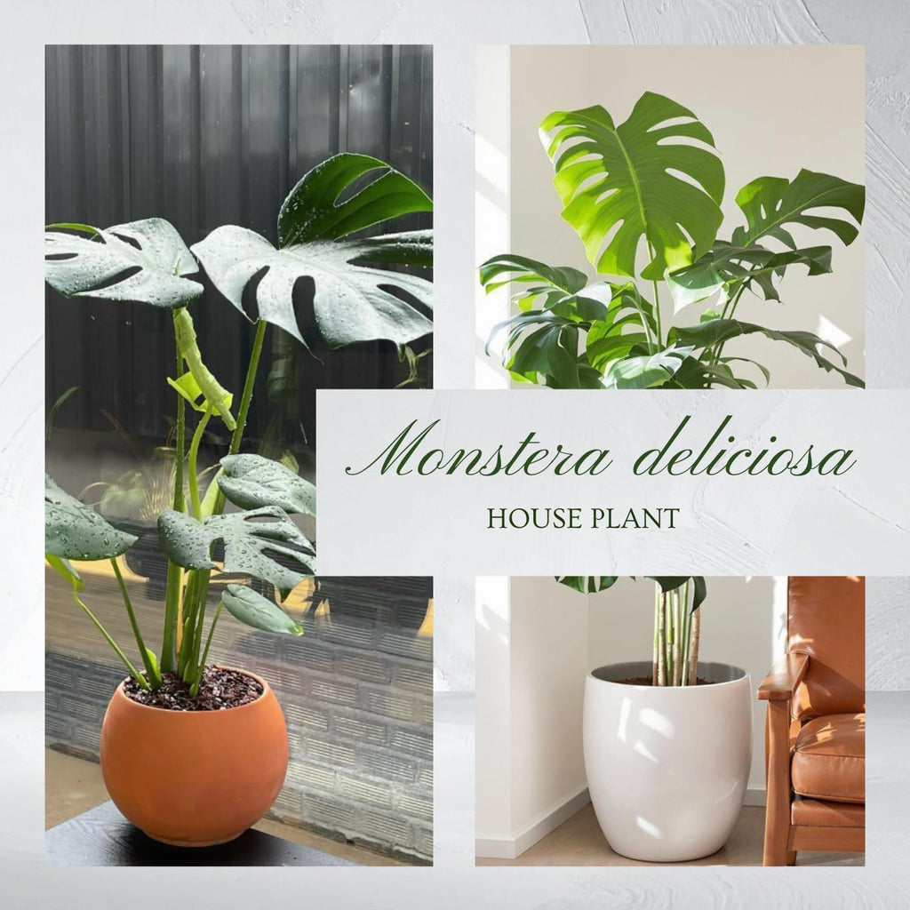 Monstera Deliciosa Live Plant, Live Swiss Cheese Plant Indoor, 4 Inch Pot