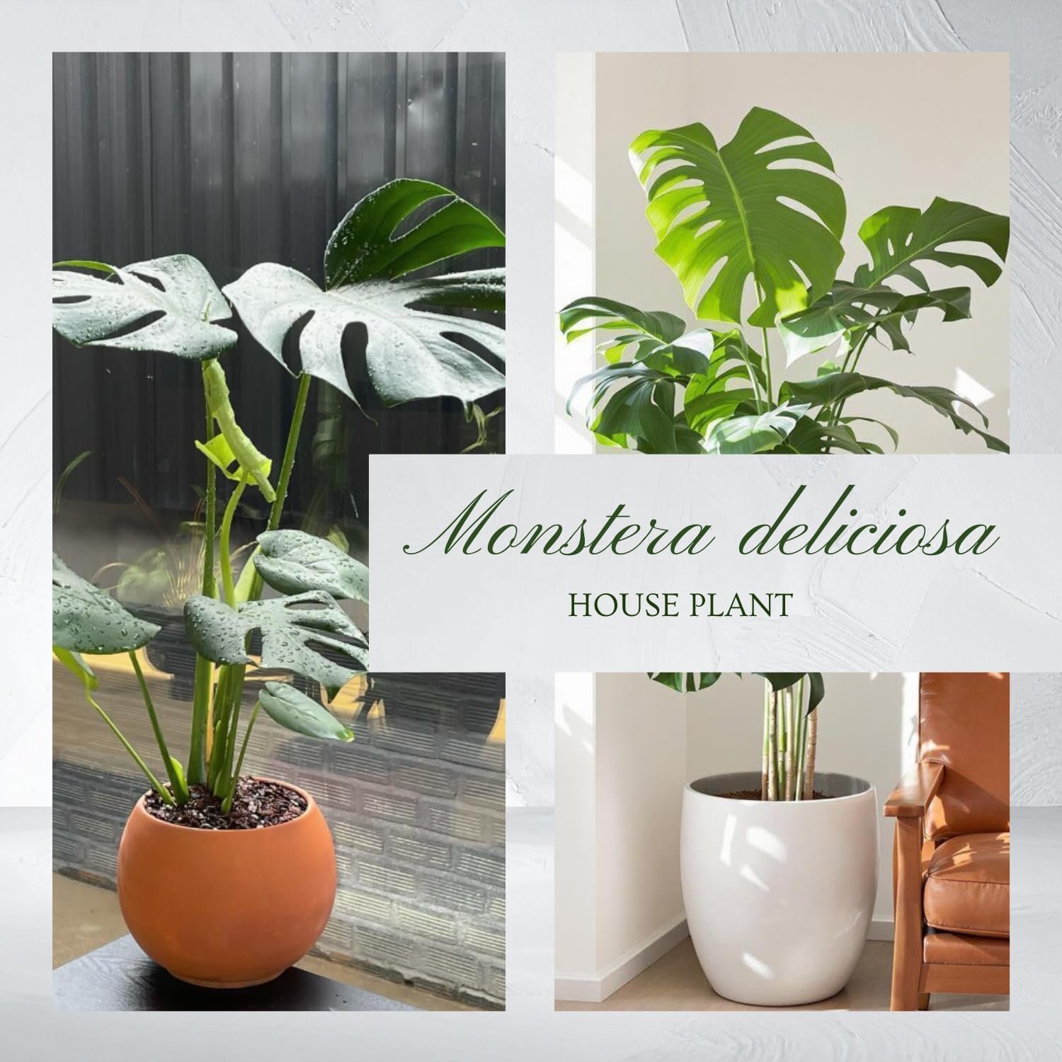 Monstera Deliciosa Live Plant, Live Swiss Cheese Plant Indoor, 4 Inch Pot
