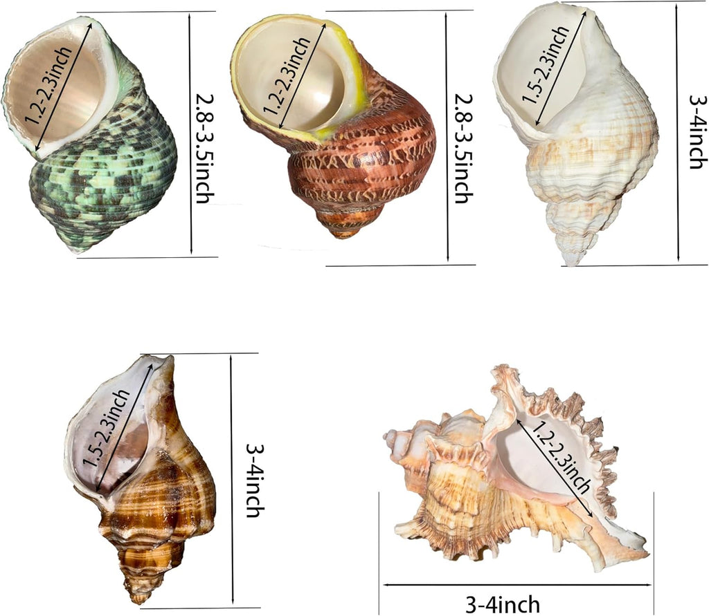 5PCS Large Hermit Crab Shells | Natural Sea Conch Shells Size 2.8" - 4", Opening Size 1.2" - 2.3" | Turbo Seashells for Hermit Crab Supplies and Fish Tank Decoration and live hermit crab accessories