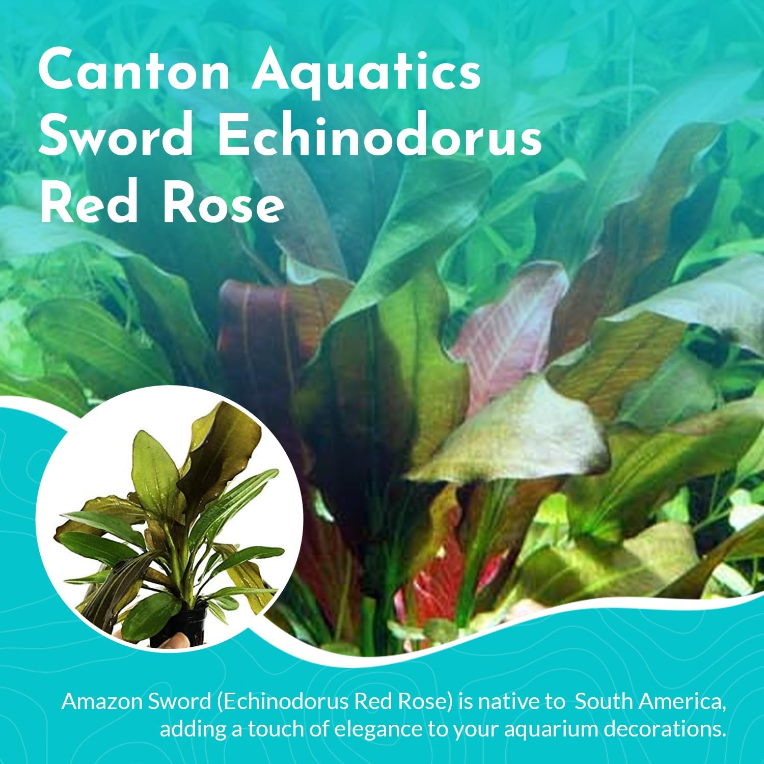 Amazon Sword Echinodorus Red Rose - Vibrant Aquatic Plant for Freshwater Aquariums - Ideal for Midground Planting - Low Maintenance, Enhances Tank Aesthetics - 2 Pot