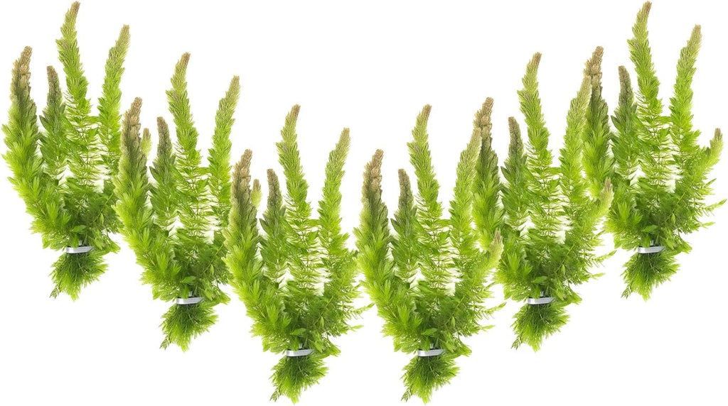Live Aquarium 6 Hornwort Coontail Indoor Plants - Excellent Aquarium Plant - Beautiful Effect to Aquarium - Fast Growth, Long Lasting & Easy to Care Aquatic Plants - Pack 6