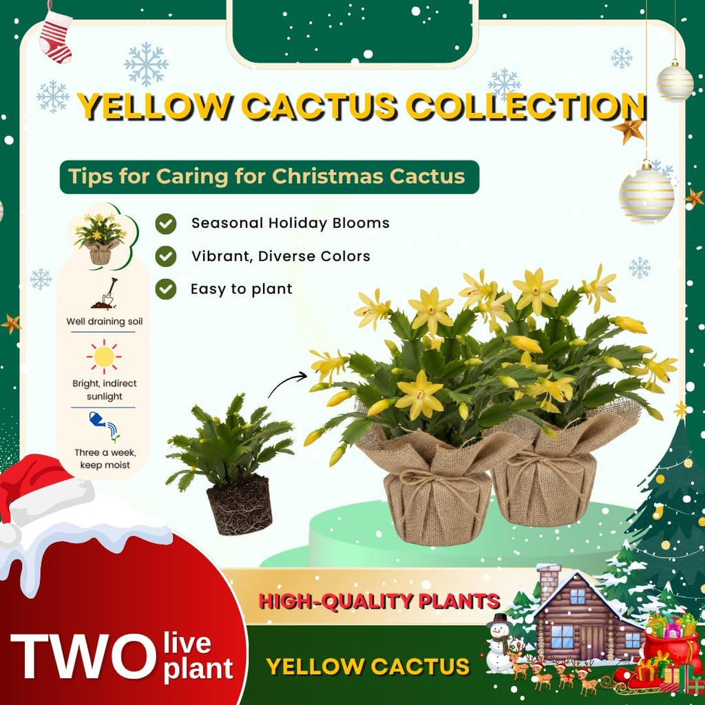 Set 2 Christmas Cactus Plants Live, Hanging Baskets Houseplants, Holiday Cactus Indoor Plants Live Well-Rooted 4-9" Tall, No Pot (Yellow)