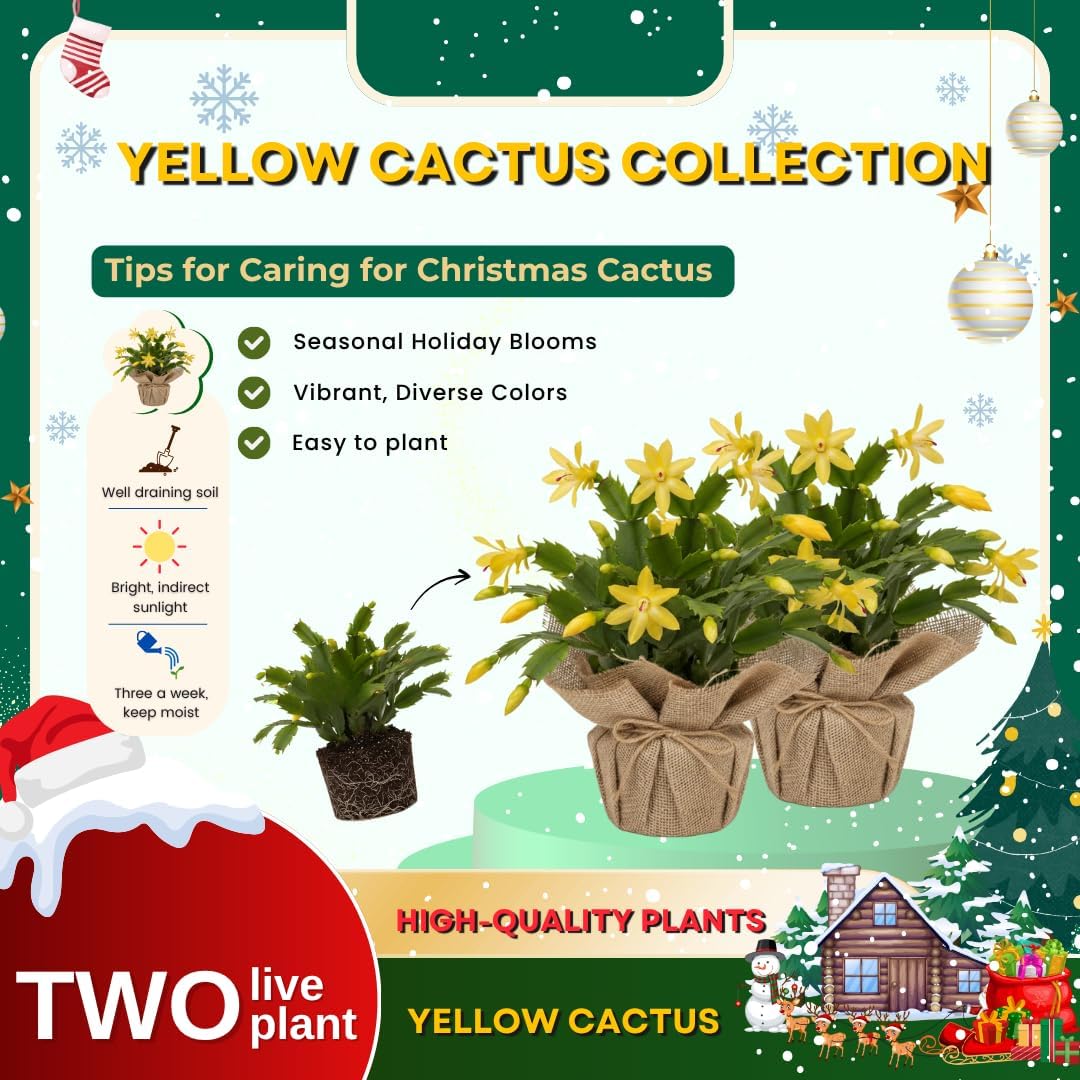Set 2 Christmas Cactus Plants Live, Hanging Baskets Houseplants, Holiday Cactus Indoor Plants Live Well-Rooted 4-9" Tall, No Pot (Yellow)
