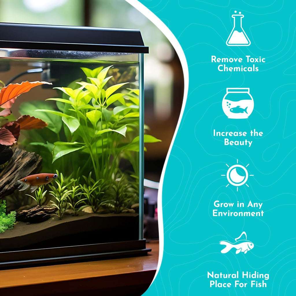 Anubias Afzelii Live Aquatic Plant in – Hardy Freshwater Plant for Aquariums, Low Light, Easy Maintenance, Perfect for Beginners & Experts, Ideal for Aquascaping - Medium