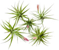 Air Plants - Flowering Tillandsia Aeranthos, Large 3-5" - 5ct - Live Arrival Guaranteed - House Plants for Home Decor & Gift
