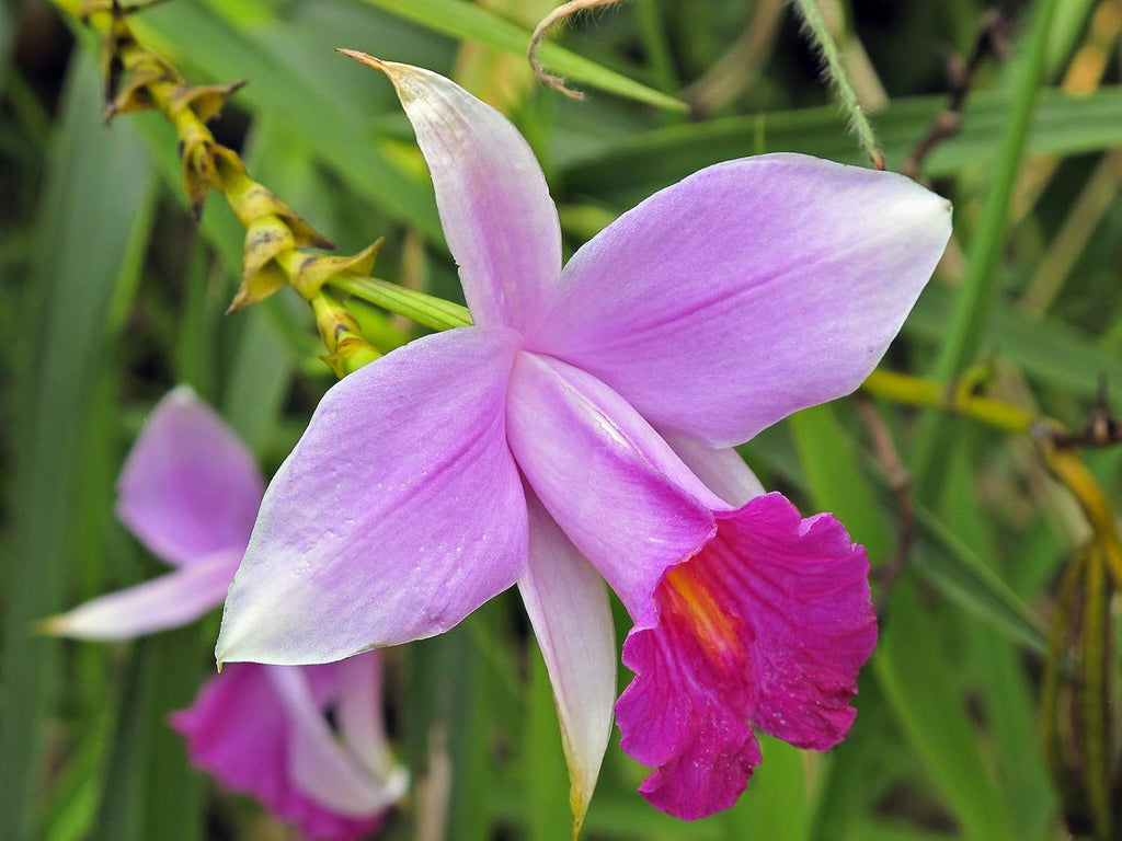 Hawaiian Tropical Bamboo Orchid Plant Root 1Pk LV8 Discount Hawaiian Gifts