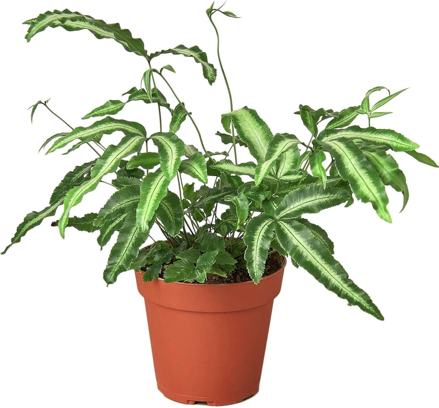 Pteris Cretica Albo Fern Live Plant for Indoor | Different Houseplants in 4'' & 6'' Pot | Real House Plant for Living Room, Office, Desk & Bathroom | Silver Ribbon | Cretan Brake