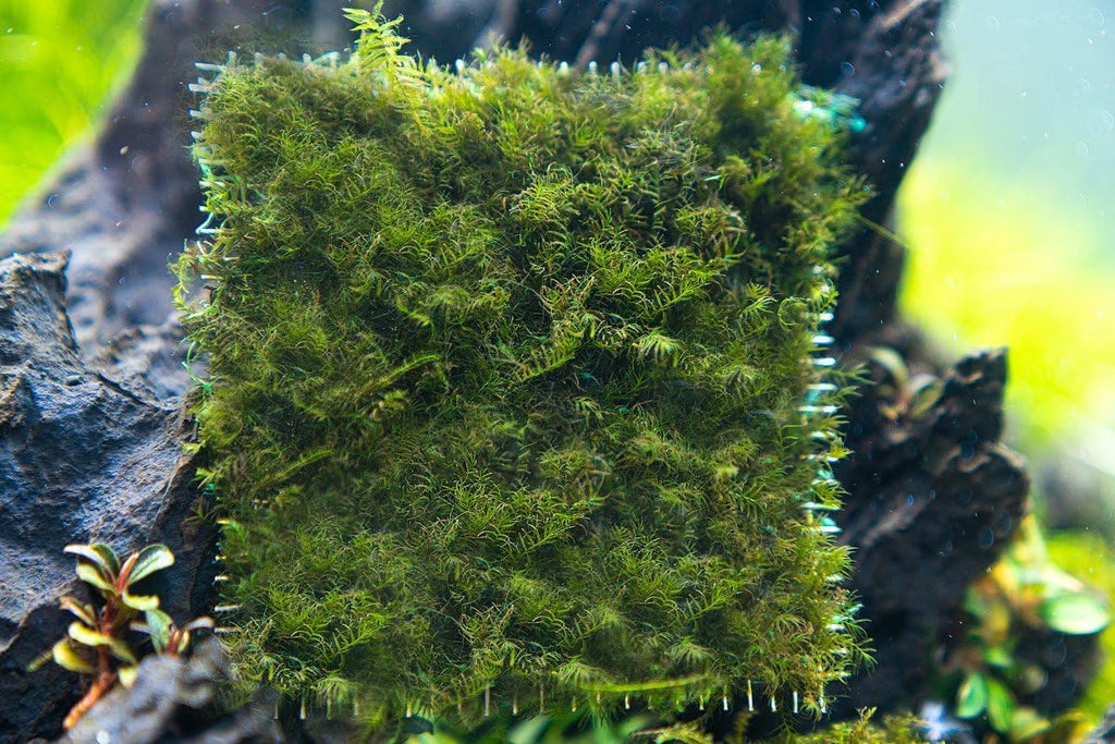 SubstrateSource Live Aquarium Plants on Driftwood, Lava Rock, Moss, Fiber Mat - Freshwater Fish Tanks - Easy, Beginner Friendly (Fissidens Fontanus on Stainless Steel, (3 Pack))