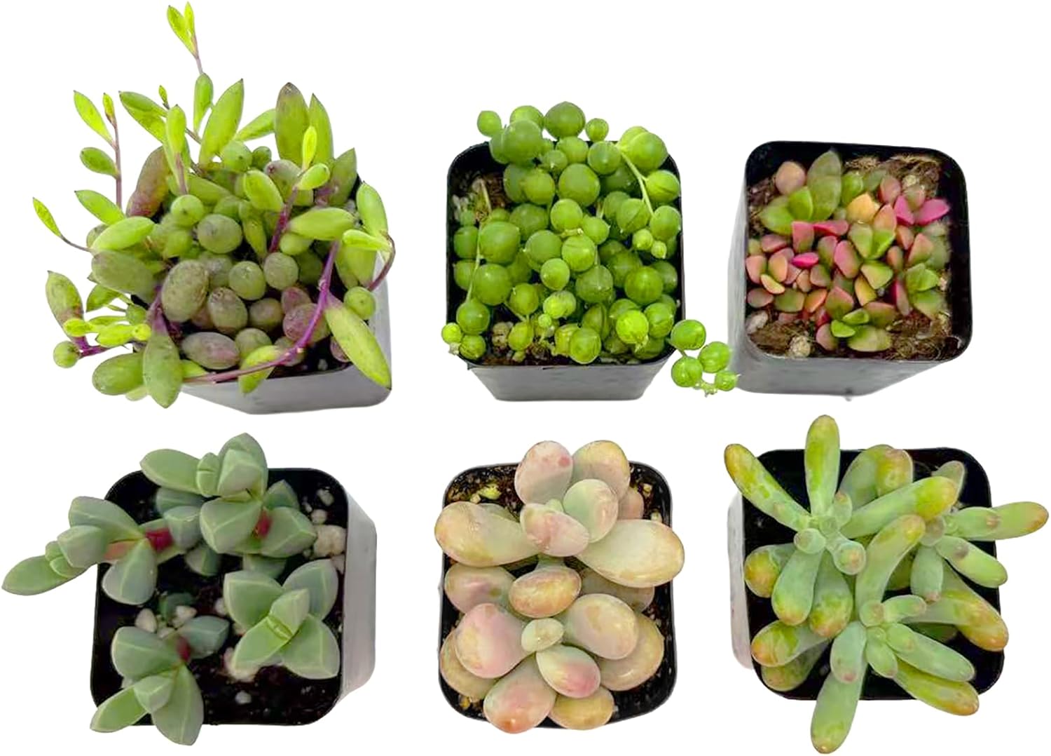 2 Inch Assorted Succulent Plants - Live Mixed Rosette & Unique Succulent Variety Pack, Healthy Rooted Succulents for Indoor/Outdoor Decor, Terrarium, DIY Garden & Gift (4-24PACK)