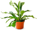 Shop Succulents Staghorn Fern Plant, Rare Live Indoor Plant, Easy Care Tropical Houseplant in Nursery Pot, Air Purifying Plant in Soil, Housewarming, Home Décor, 6 Inch Pot