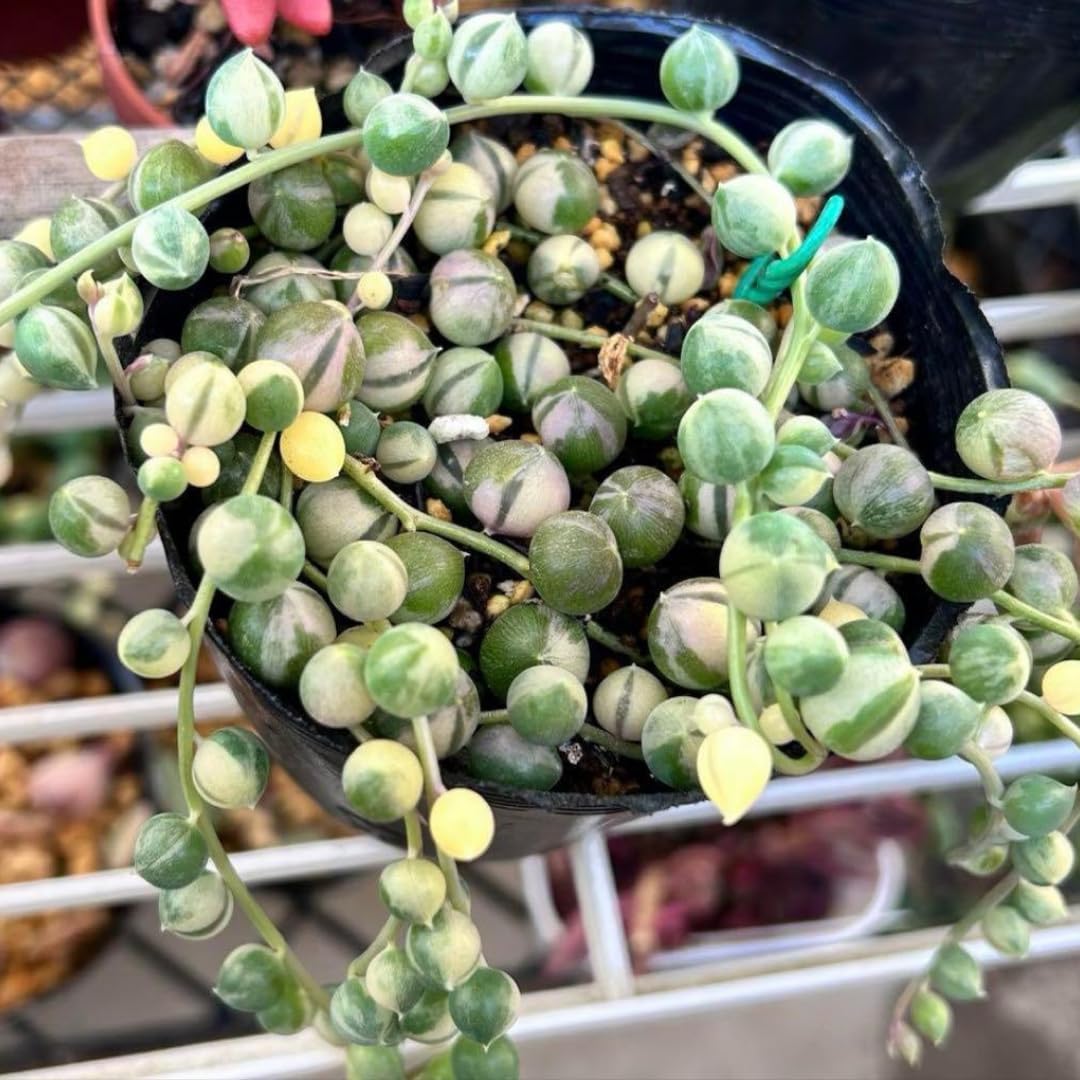 Variegated String of Pearls Plant, Live Succulent Vine in Pot, Rare Indoor Houseplant (2 Inch Pot)
