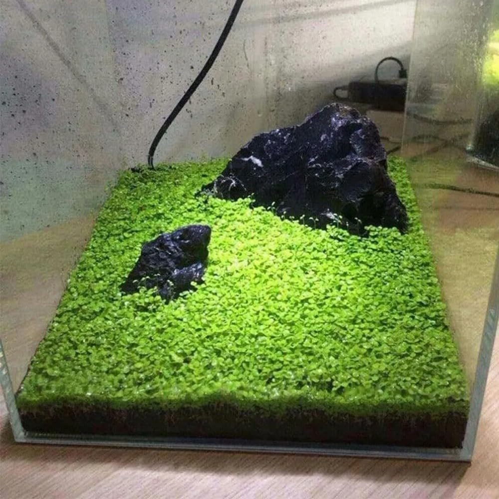Freshwater Aquarium Decor, Easy Growing Dwarf Carpet for Fish Tank/Terrarium, Natural Aquatic Plant Growth Material – 1 Pack (Love Grass)