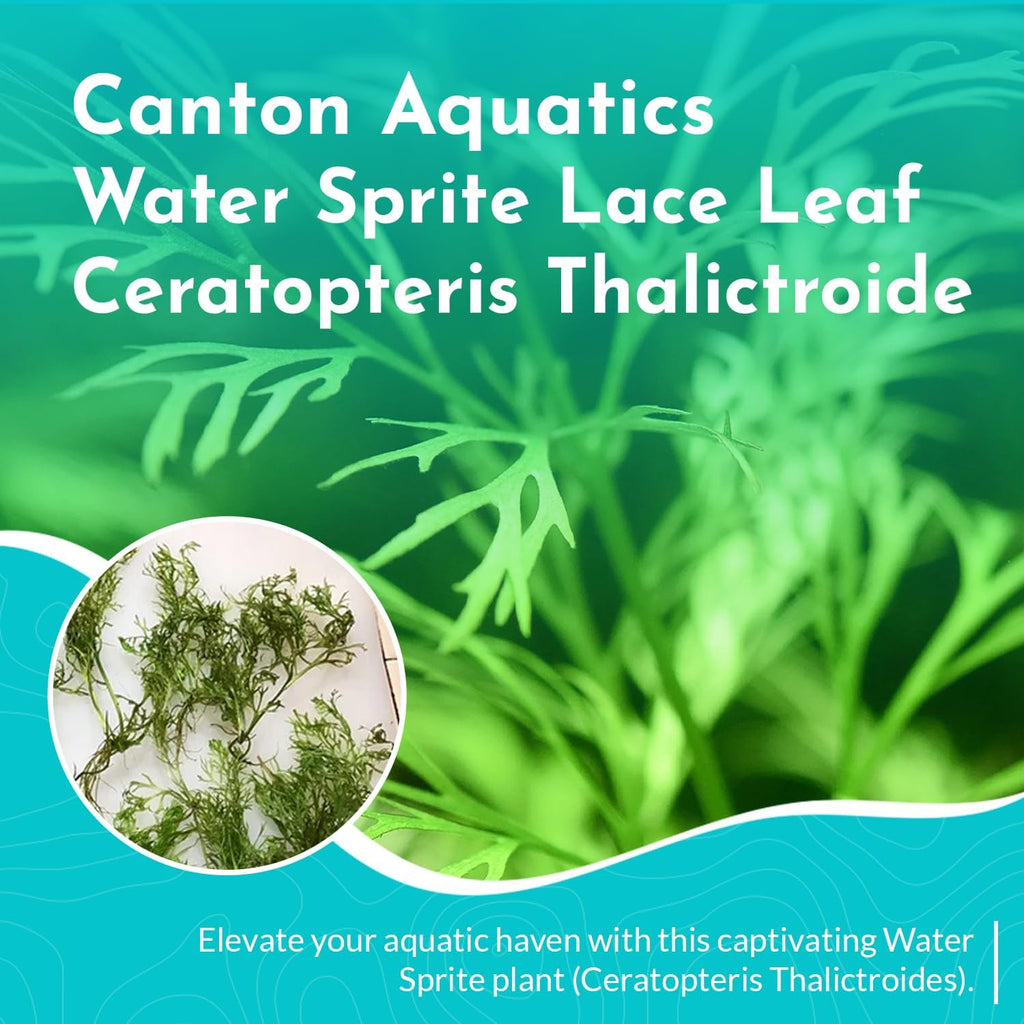 Water Sprite Lace Leaf Ceratopteris Thalictroide - Easy Care Live Aquatic Plant for Freshwater Aquariums – Enhances Tank with Vibrant Green - Stunning Aquarium Decorations Plant