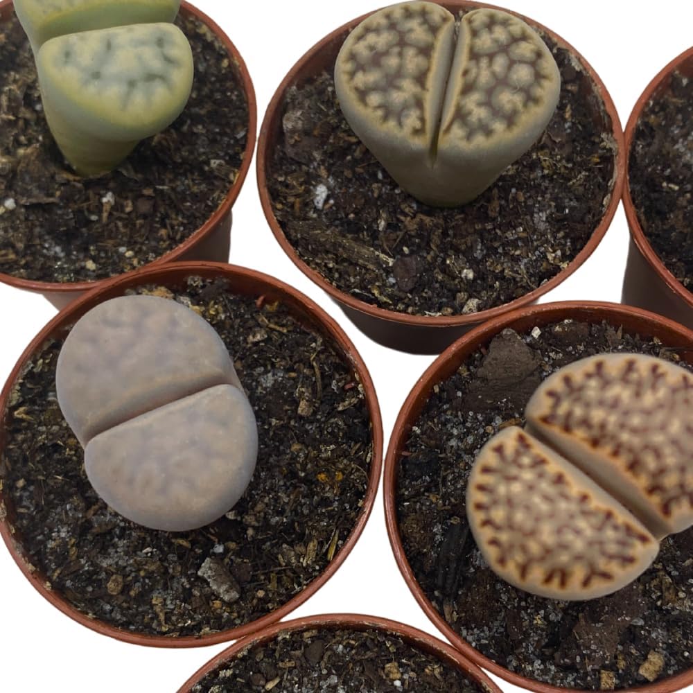 BubbleBlooms Lithops Assortment Living Stones Succulent 2 inch Set of 6