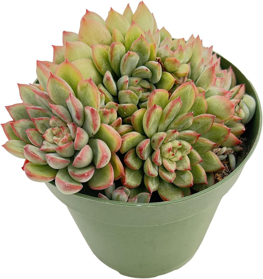 Live Succulent Plants Echeveria 'Mebina', Easy Care Potted Succulents in 4" Pots, Indoor Houseplant, Unique Gifts, Home Office Décor
