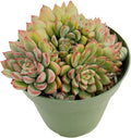 Live Succulent Plants Echeveria 'Mebina', Easy Care Potted Succulents in 4" Pots, Indoor Houseplant, Unique Gifts, Home Office Décor