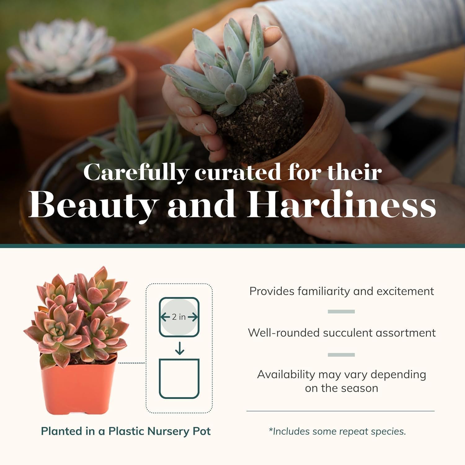 Shop Succulents Assorted Succulent Plant Pack Collection - Live Mini Succulent Plants, Low Maintenance, Mixture of Colors & Textures - Wedding and Party Favors, Gift & Garden, Pack of 20