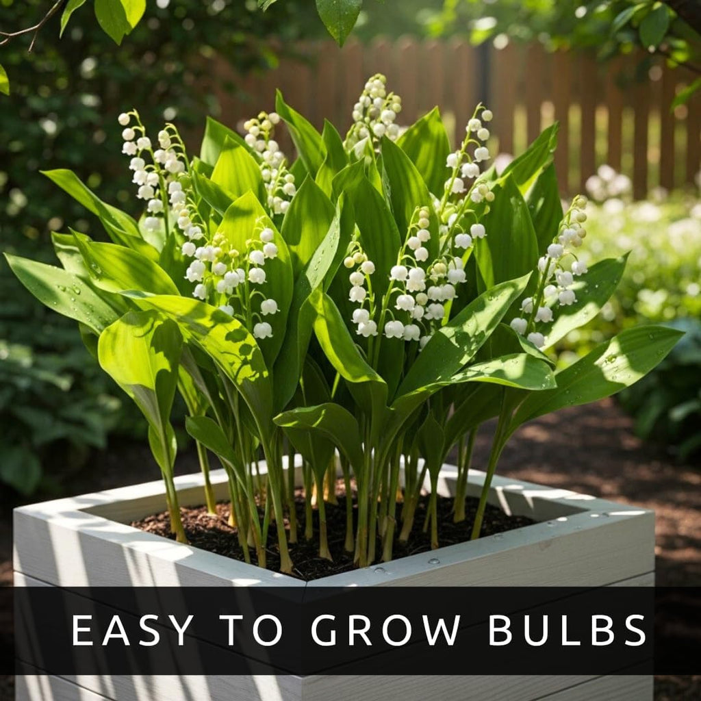 5 Lily of The Valley Bulbs – Stunning White Weeping Flowers, Fresh Leucojum Bulbs to Plant, Ideal for Garden Beds, Containers, or Indoor Pots, Sweet Fragrant Spring Blooms