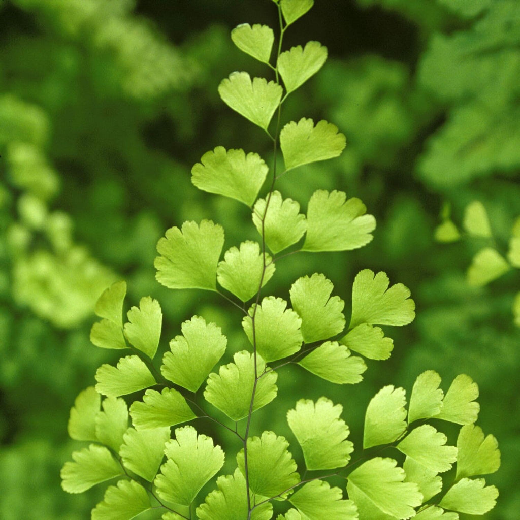 20 Fern Rhizomes, Maidenhair Fern Plants Live, Live Fern Plants, Fern Ground Cover Plants Live, Fern Live Plants, 20 Roots