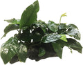 Greenpro (Anubias Nana 10+ Leaf Rooted) Anubias, Java Fern, Moss and More! Freshwater Live Aquarium Plants on Driftwood for Aquatic Tropical Fish Tank Decorations - Easy for Beginner
