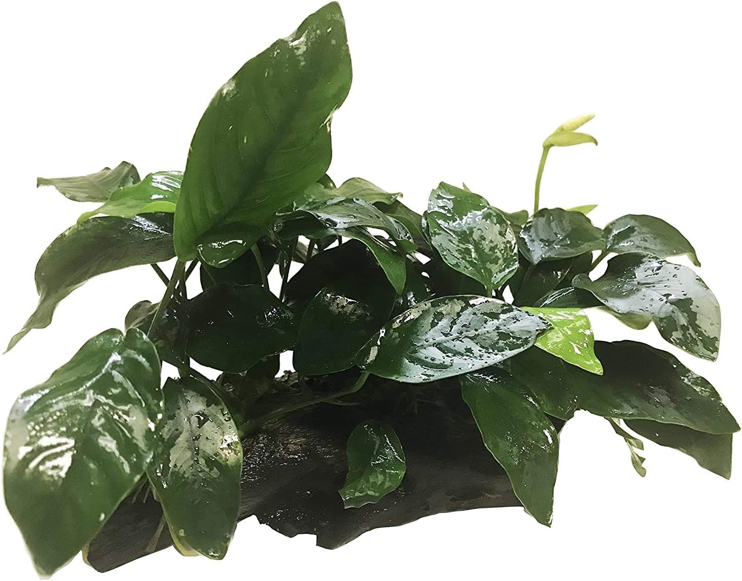 Greenpro (Anubias Nana 10+ Leaf Rooted) Anubias, Java Fern, Moss and More! Freshwater Live Aquarium Plants on Driftwood for Aquatic Tropical Fish Tank Decorations - Easy for Beginner