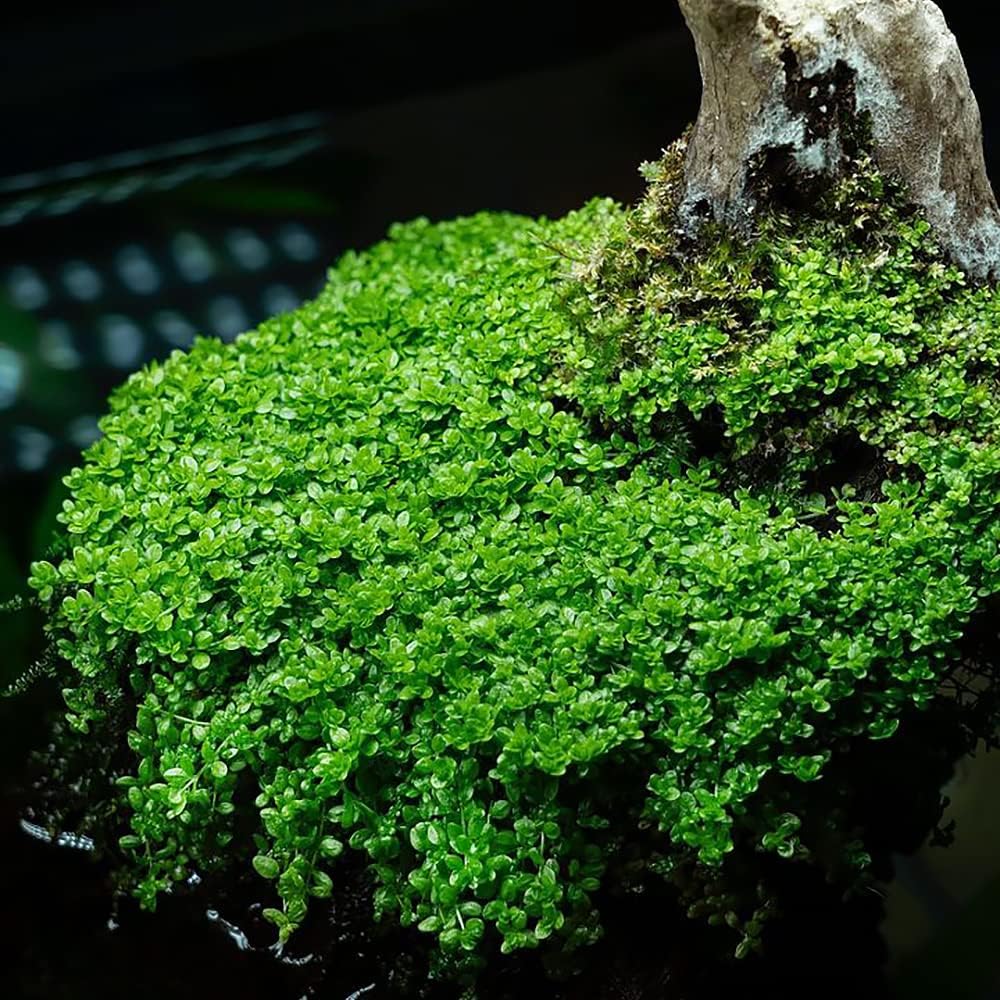 SubstrateSource Live Plant - Dwarf Baby Tears Hemianthus Callitrichoides Live Aquarium Plant Tissue Culture Cup - 100% Snail Free in Vitro (Dwarf Baby Tears)