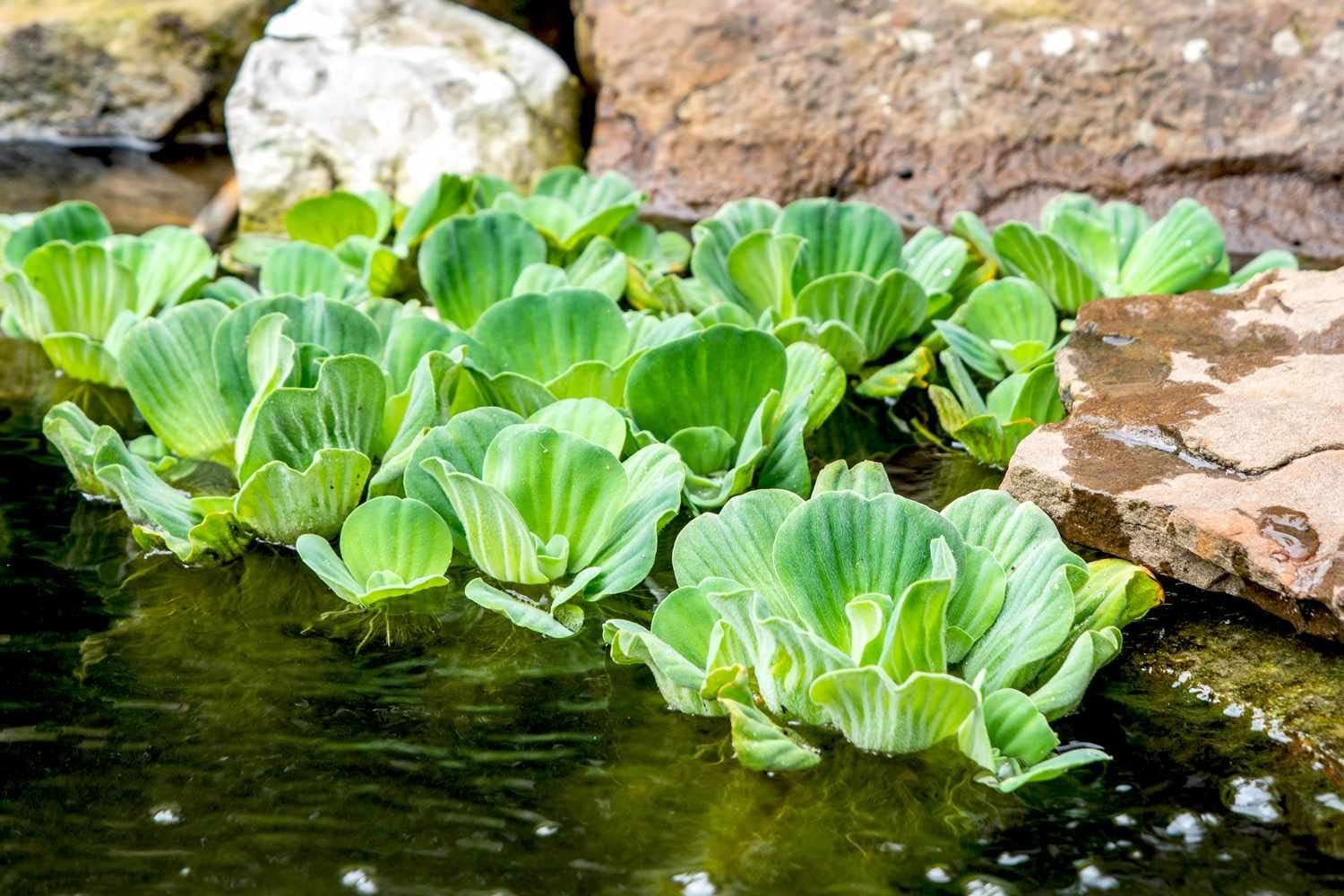 Water Lettuce (Pistia stratiotes) and Water Hyacinth (Eichhornia crassipes) Bundle (5 Water Lettuce (Pistia stratiotes) and 5 Water Hyacinth (Eichhornia crassipes) Bundle, 5, Count)