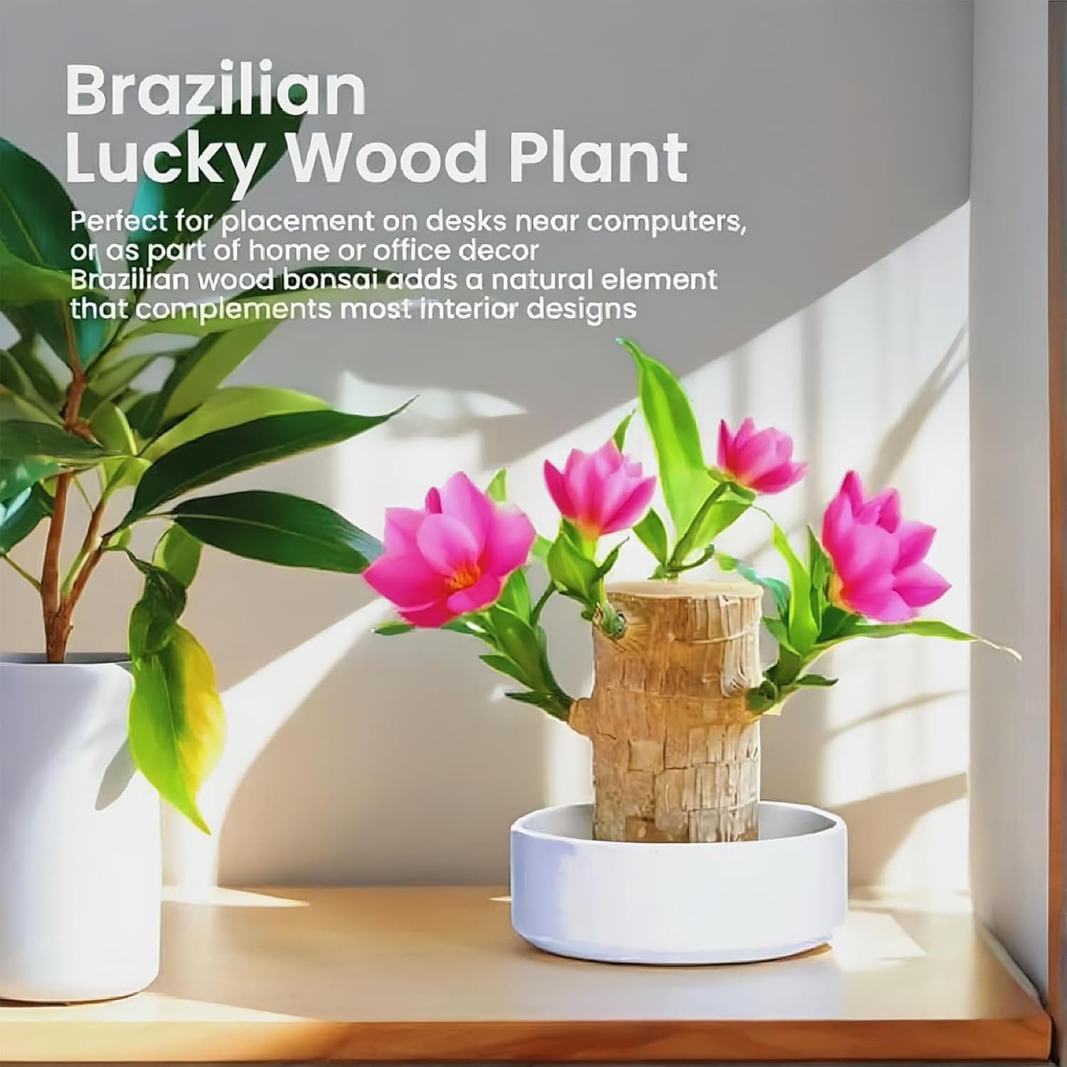 Lucky Wood Plant, Brazilian Wood Plants, About to Sprout, Small Indoor Plant, Office Desk Ornaments, Kitchen, Living Room, Home Decoration （Blue）