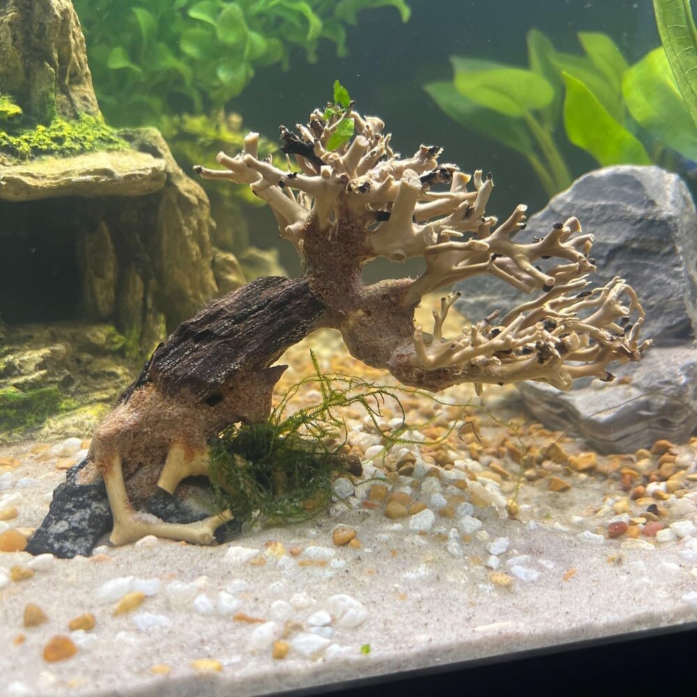 Bonsai Aquarium Driftwood Tree (6 inch Height) Natural, Handcrafted Fish Tank Decoration,Fish Tank hardscape aquascape