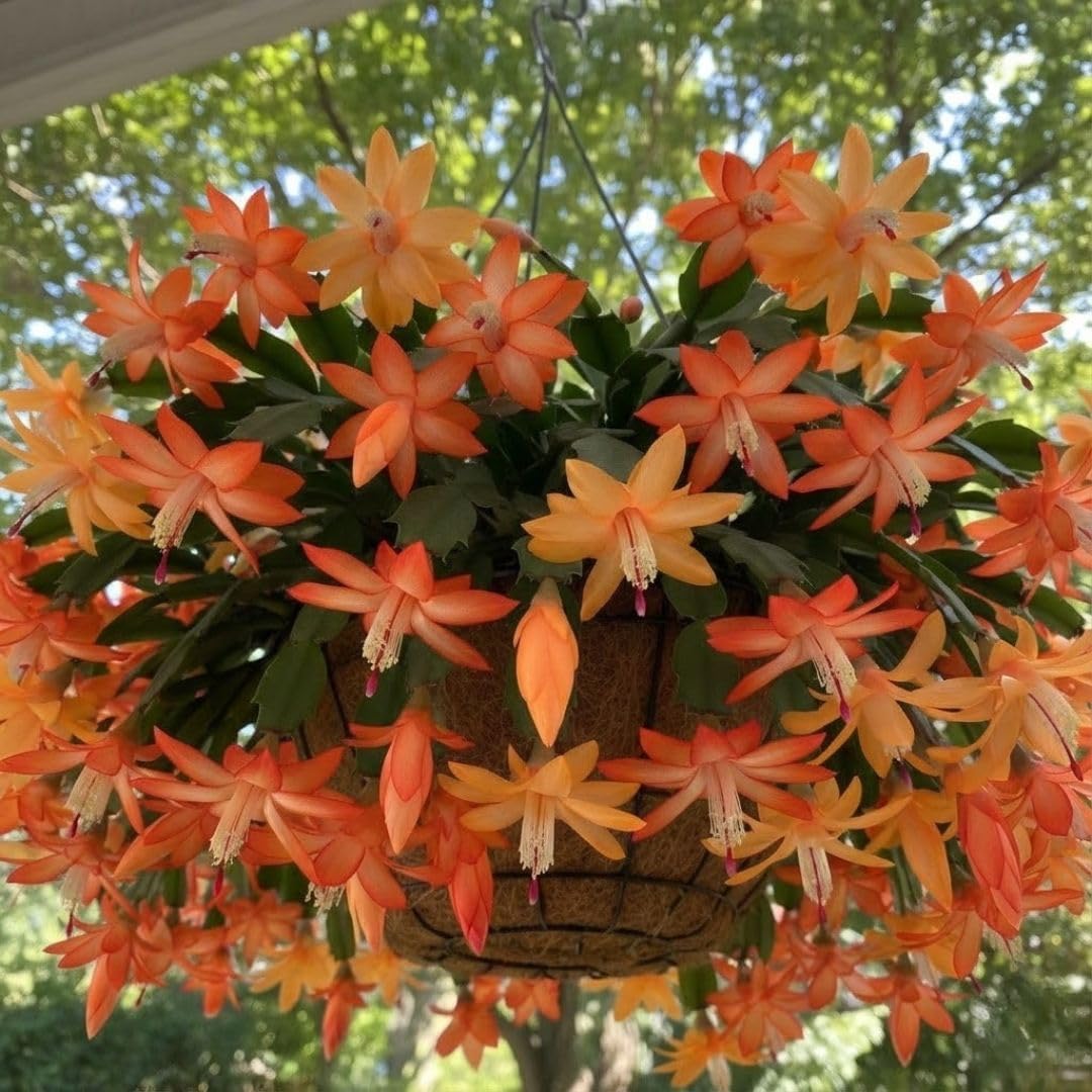 Christmas Cactus Live Plant 4 inch Pot, Christmas Flower Plant, Flower Succulents Plants, Holiday Christmas Cactus for Planting (Yellow Christmas Cactus)