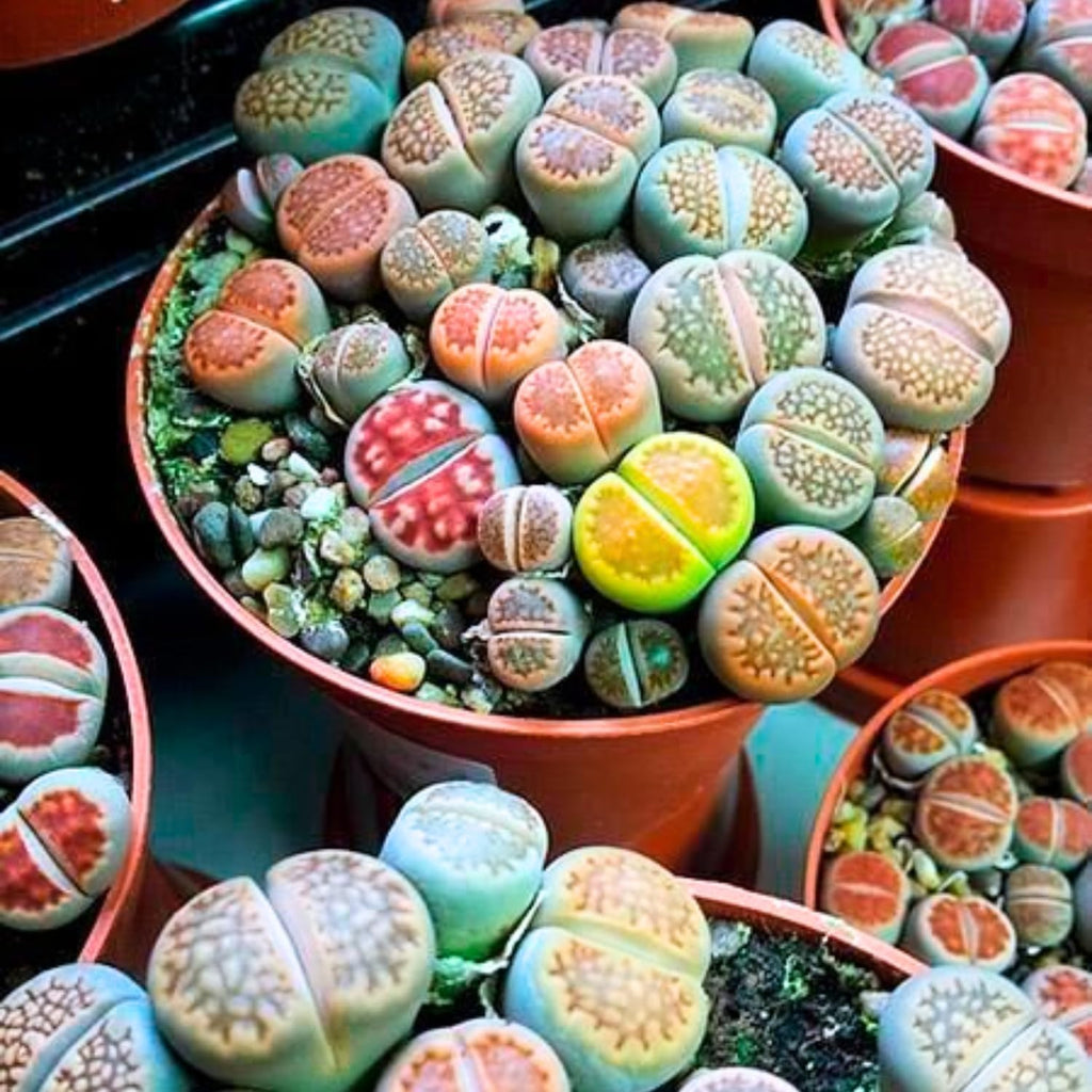 Lithops Live Plants Mix, 30 Colorful Lithops Succulents Plants Live, Rocks Living Stones Succulent for Planting Indoors Outdoors