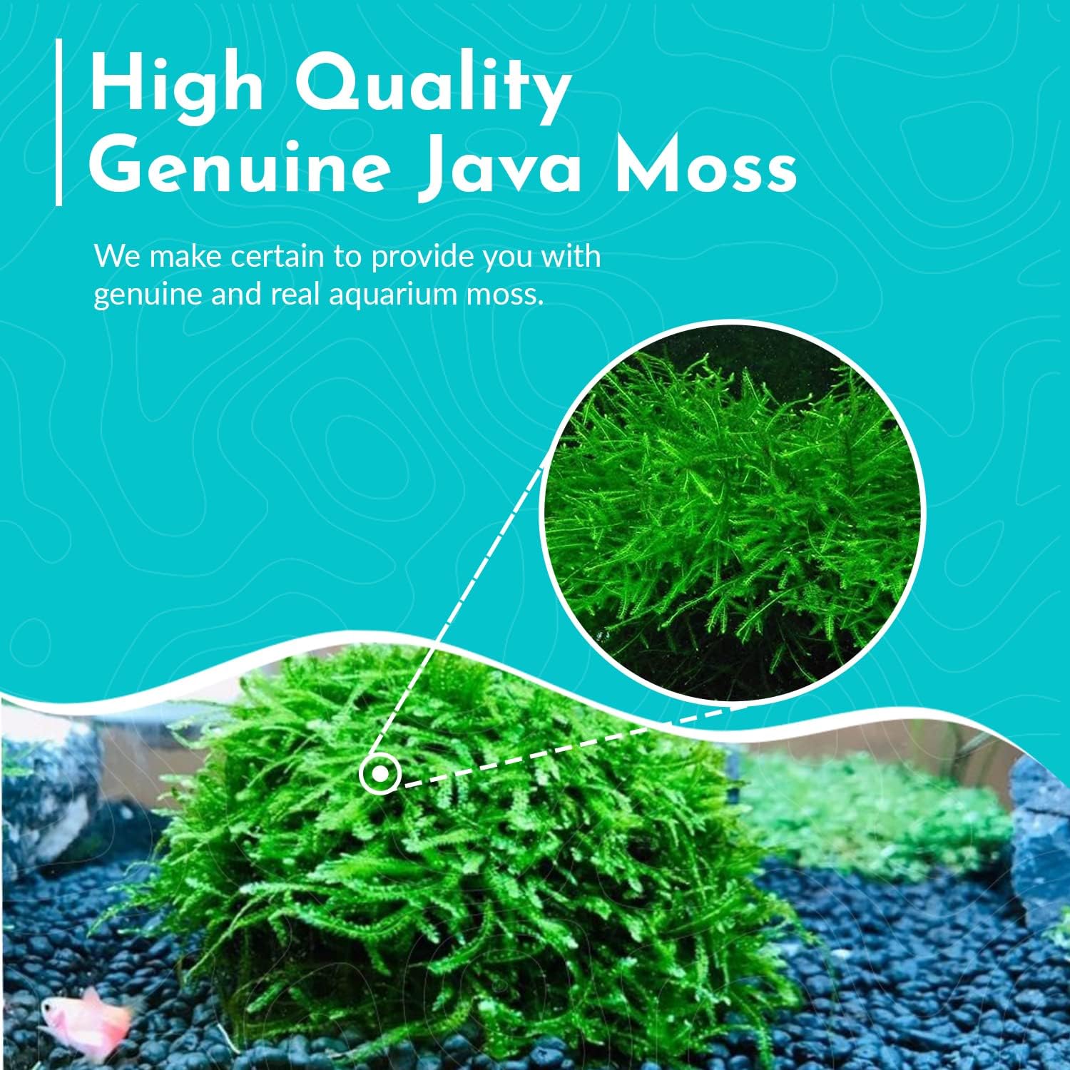 Java Moss Taxiphyllum Barbieri Portion - Natural Resting Place - Ideal for Any Aquarium - Long Lasting & Easy to Care - Genuine Java Moss - Fast Growth