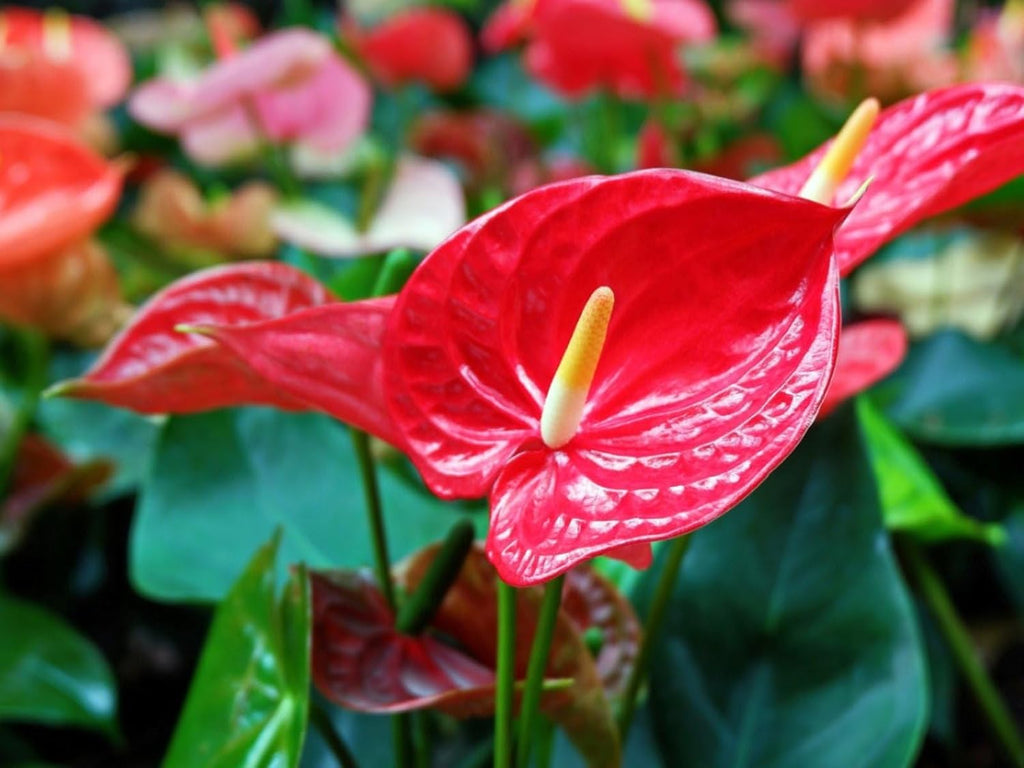 GARDENERA Anthurium Soil - Ideal Formula for Healthy and Vibrant Anthurium Growth - 3 QUARTS
