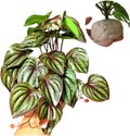 Reptile Plants for Terrarium Decor,Amphibian Habitat Decor,Artificial Plants for Gecko Chameleon Snake Tortoise Tank Accessories with Base (red Watermelon peperomia)