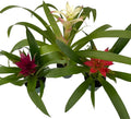 Guzmania Vase Plant Collection - Bromeliad - 3 Plants in 4" Pots