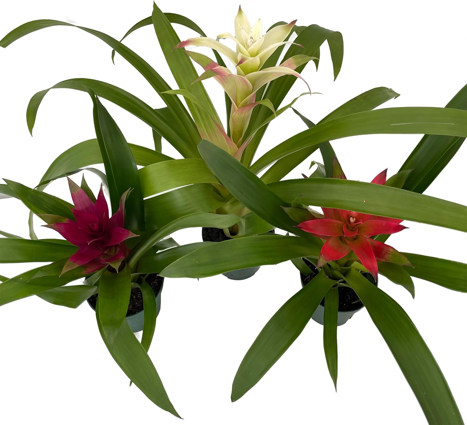 Guzmania Vase Plant Collection - Bromeliad - 3 Plants in 4" Pots