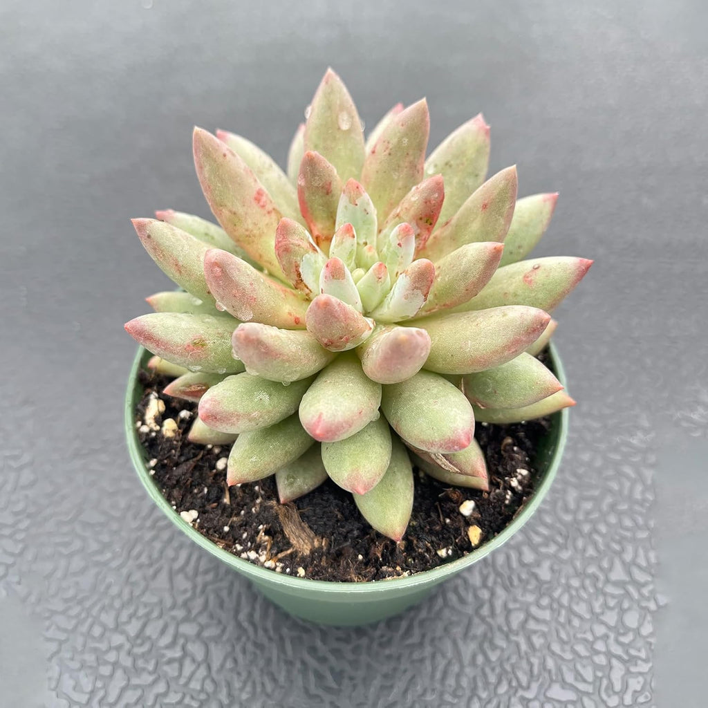 Live Succulent Plants (Echeveria 'Goldfish'), Easy Care Houseplant for Home and Office Decor, Great Gift for Housewarming, Birthday, Thanksgiving