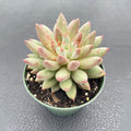 Live Succulent Plants (Echeveria 'Goldfish'), Easy Care Houseplant for Home and Office Decor, Great Gift for Housewarming, Birthday, Thanksgiving