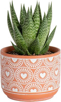 Costa Farms Live Succulent Plant, Easy to Grow Grower’s Choice Haworthia, Potted in Décor Plant Pot, Succulent Potting Mix, New House Plants Gift, 4-Inches Tall